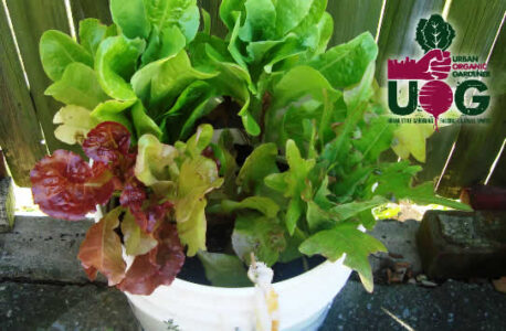 Three Simple Tips for Taking Care of Your Container Garden Image